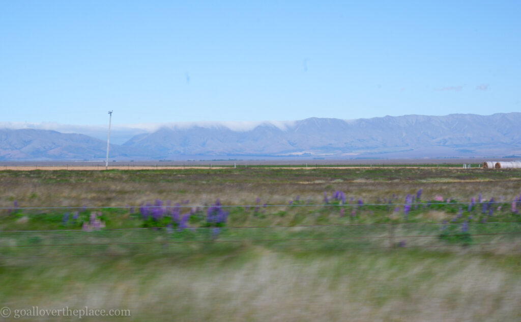 a field of purple lupin flowers under a mountain in New Zealand