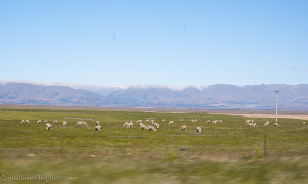 sheep in a field in New Zealand