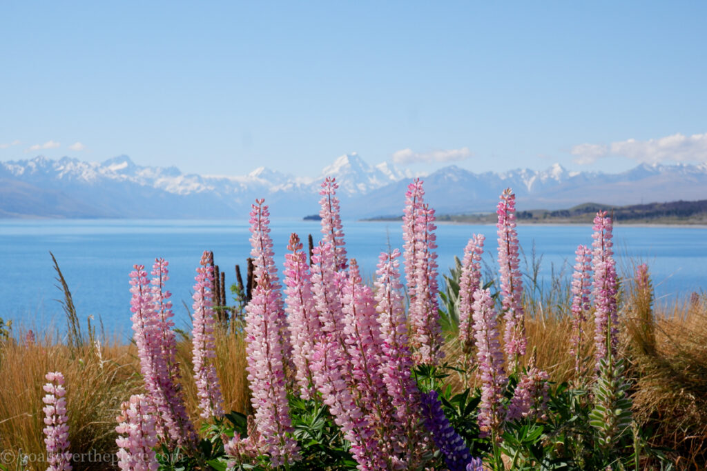 pink lupin flowers in front of lake Tekapu in New Zealand