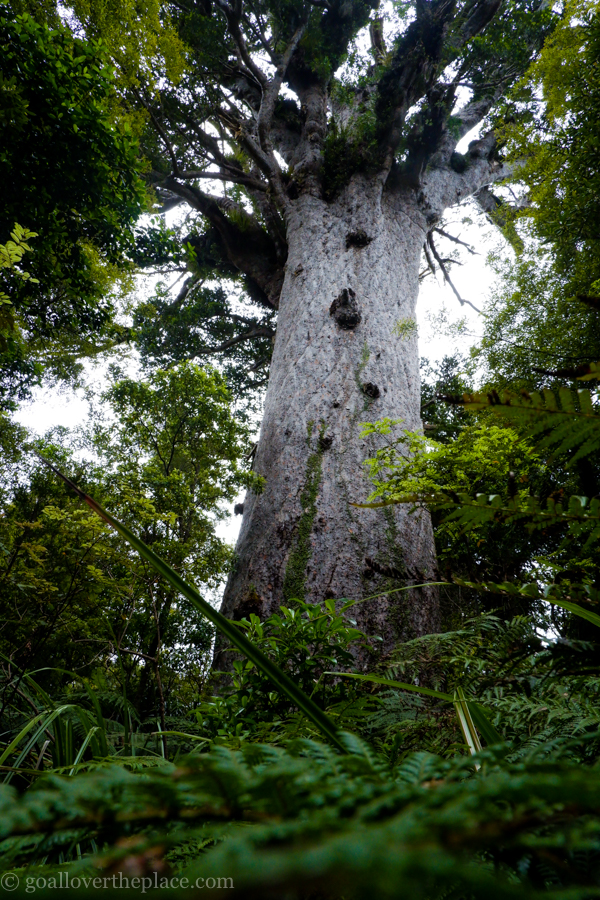 a massive Kauri tree in the forest in New Zealand