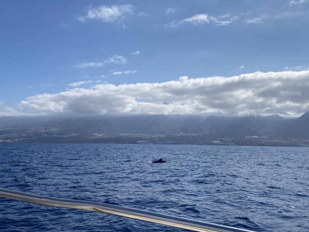 pilot whale in tenerife