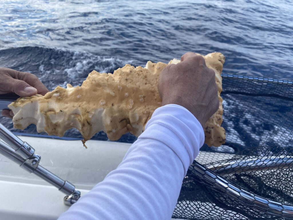 trash picked out of the ocean in Tenerife